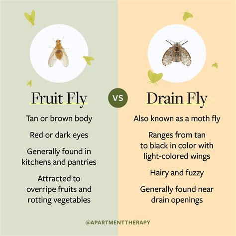 How To Identify And Get Rid Of Drain Flies, 44% OFF