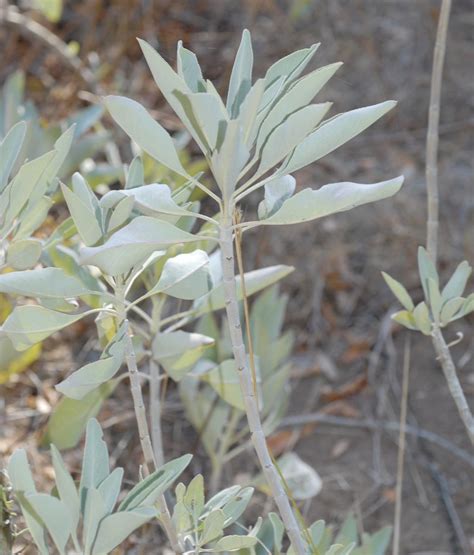 Salvia apiana (Lamiaceae) image 26681 at PlantSystematics.org