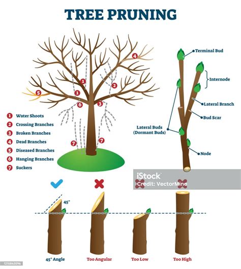 Tree Pruning Vector Illustration Labeled Educational Plant Shaping Scheme Stock Illustration ...