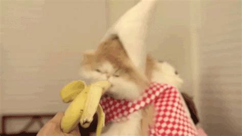 cat eating banana | Funny Animal Images- Gif-King.com