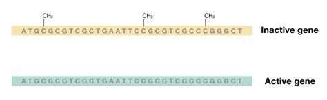 Do Identical Twins Have The Same DNA?