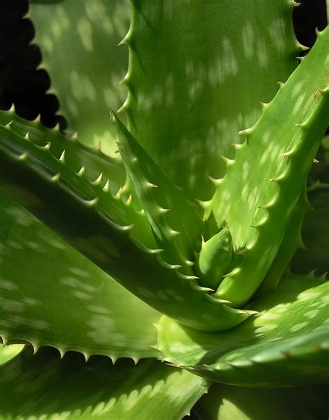 aloe vera (ARBORESCENS) plant 4-6 inch long ( 2 plant)