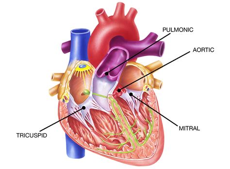 Valvular Disease