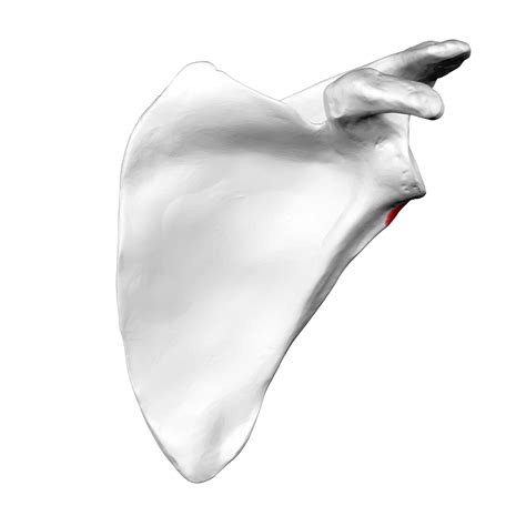 File:Infraglenoid tubercle of left scapula03.png - Wikimedia Commons