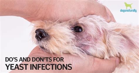 4 Simple Steps To Manage Yeast Infections In Dogs | Dogs Naturally