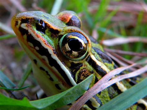 Frog in grass. | Smithsonian Photo Contest | Smithsonian Magazine