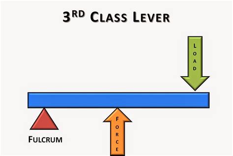 Science online: The types of the levers and the importance of each of them