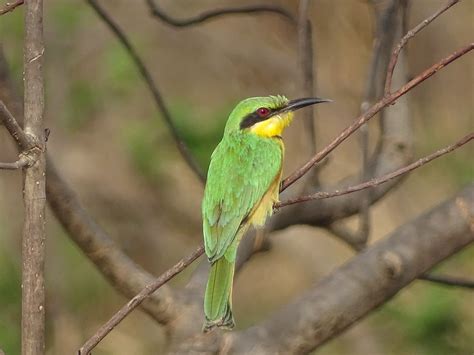 Benin Wildlife Tours | Dahomey African Tours