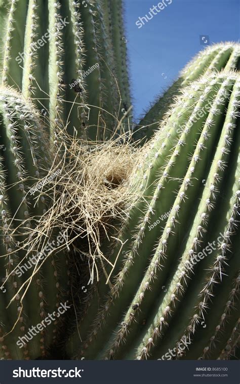 Bird Nest On Saguaro Cactus - Predators Keep Out - Saguaro National Park, Sonoran Desert, Tucson ...