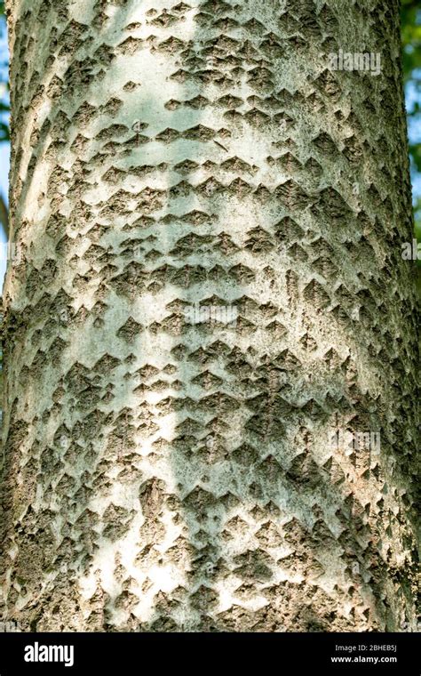 White Poplar Tree Bark