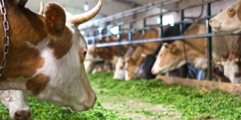 Can Cows Eat Alfalfa? Precautions to Feed | Farming Base