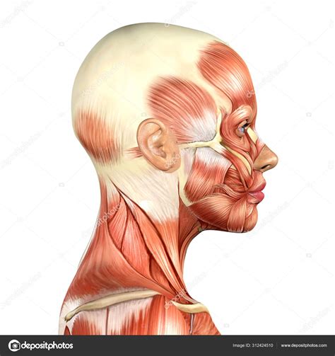 3d illustration of female head muscles anatomy side view Stock Photo by ©DeryaCakirsoy 312424510