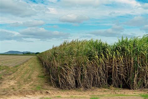 Sugar Cane Harvesting during Crushing Season in Australia Stock Image - Image of farm, cultivate ...