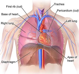 Diaphragmatic Hernia: Symptoms & Treatment | Study.com