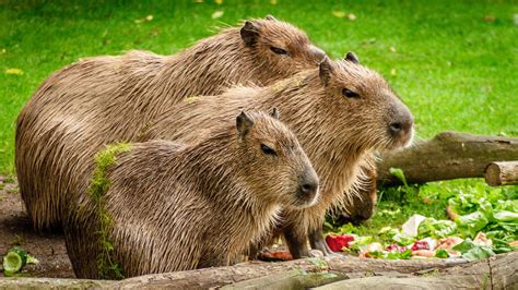 Capybara Fact Sheet | Blog | Nature | PBS