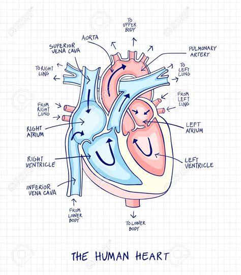 Heart Anatomy Color By Number