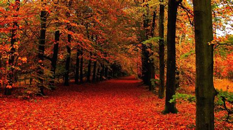 Red autumn leaves under a golden tree wallpaper Nature | Autumn leaves wallpaper, Cute fall ...