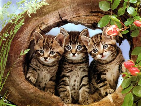 Cat & Kittens Wallpaper -2 - Wallpaper Gallery