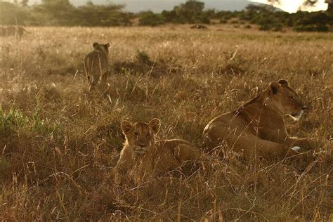 Lion Cub In The Wilderness Mammal Habitat Furry Photo Background And Picture For Free Download ...