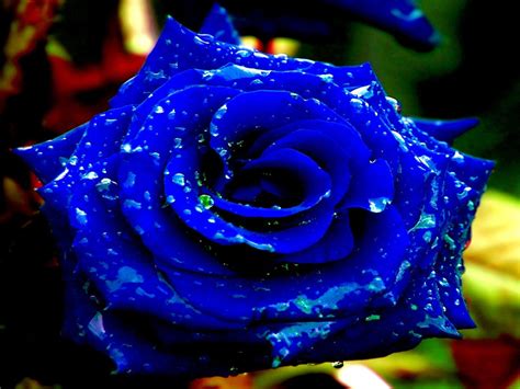 Blue Rose Wallpapers - Wallpaper Cave