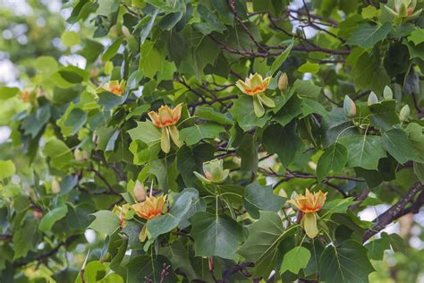 Tulip Poplar – Chestnut Hill Nursery