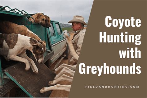 Coyote Hunting with Greyhounds - All You Need To Know - Field & Hunting