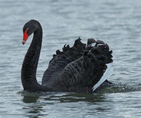 Understanding Black Swan Symbolism: Deep Meanings & Insights