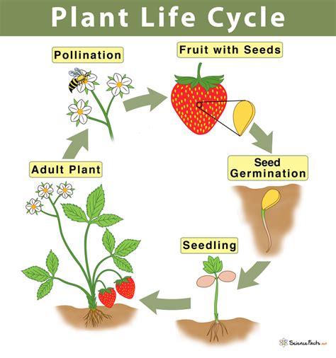 Flowering Plants Have A Life Cycle - All About Cwe3