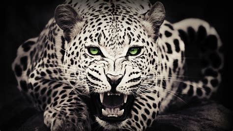 Black Cheetah Wallpapers - Top Free Black Cheetah Backgrounds - WallpaperAccess