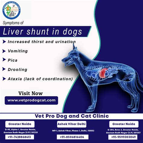 symptoms of liver shunt in dogs