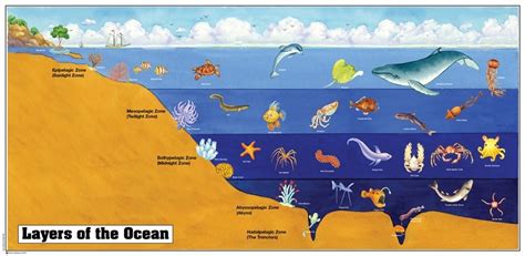 Montessori Materials: Layers of the Ocean Chart