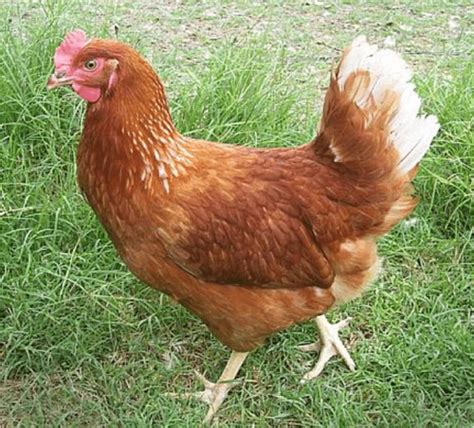 Best Chicken Breeds For Eggs - Backdoor Survival