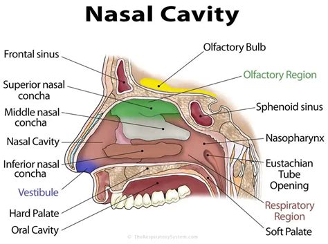 Nasal Cavity