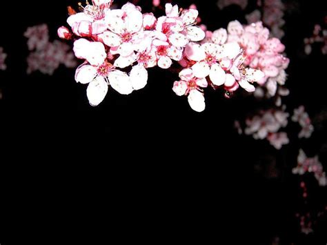 Cherry Blossom Backgrounds - Wallpaper Cave