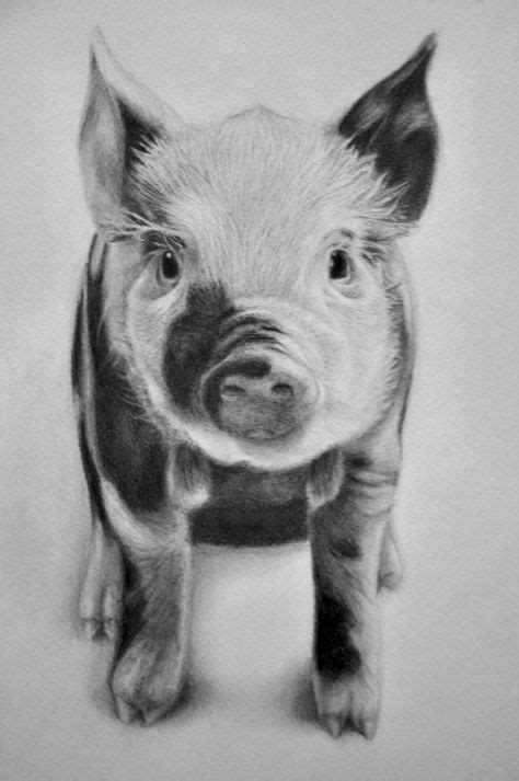 19 Pig Drawings ideas | pig drawing, drawings, pig