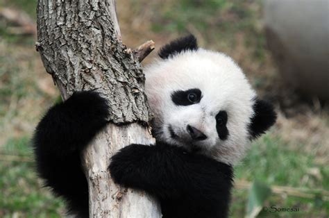 Panda pandas baer bears baby cute (59) wallpaper | 4288x2848 | 364485 | WallpaperUP