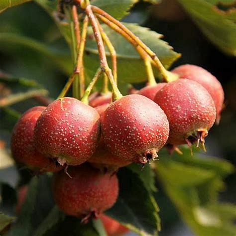 1 Pack 50 Hawthorn Seeds Maybush Haw May tree Organic Fruit