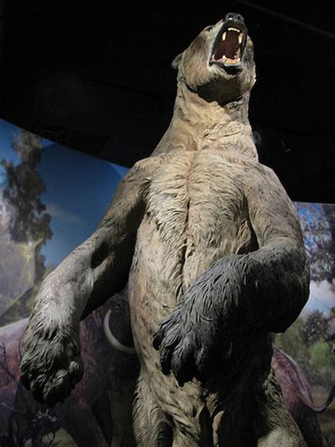 Short-faced bear – the largest bear of all time? | DinoAnimals.com