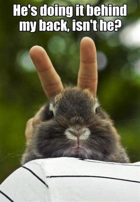 Funny-Bunny-Meme-Hes-Doing-It-Behind-My-Back-Isnt-He-Image - Hop to Pop