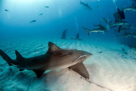 Lemon Shark and Caribbean Reef Shark at the Bahamas Stock Photo - Image of animal, blue: 123394896