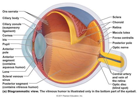 Basic Anatomy And Physiology Of The Human Visual System (Eye Anatomy) | Medical anatomical ...