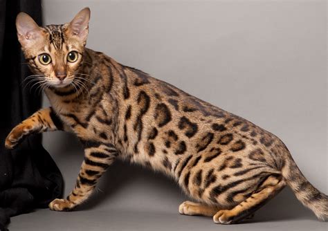 Bengal Cat – Purrfect Cat Breeds