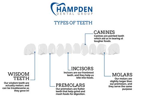 What Is The Function Of Incisor Teeth - TeethWalls