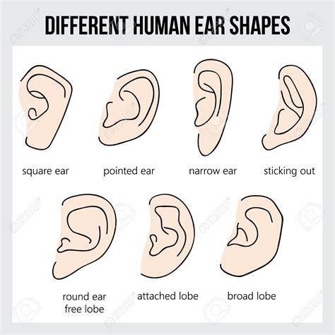 Different Human Ear Shapes. All Types Of Ears. Royalty Free Cliparts, Vectors, And Stock ...