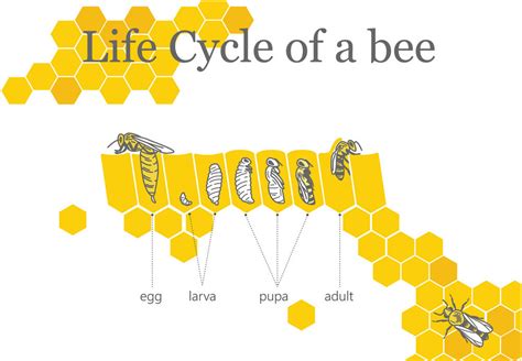 Life Cycle of a Honey Bee – Bees With Stories