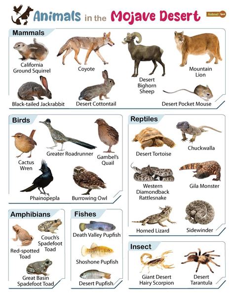 List of Animals That Live in the Mojave Desert - Facts With Pictures