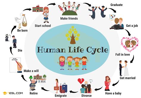 Human Life Cycle (1) - 7 E S L