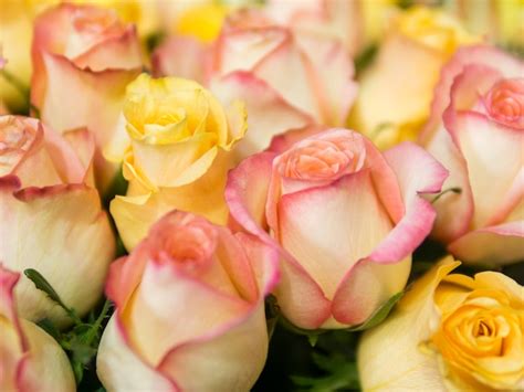 Free Photo | Lovely natural yellow and pink roses