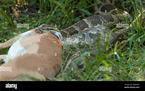 Large southafrican python eating prey Stock Photo - Alamy