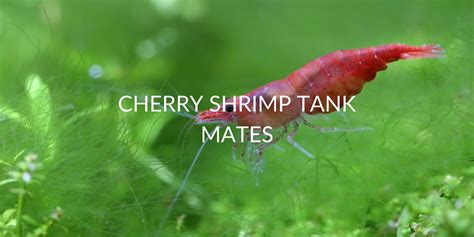 Cherry Shrimp Tank Mates: Top 16 Choices & Why!